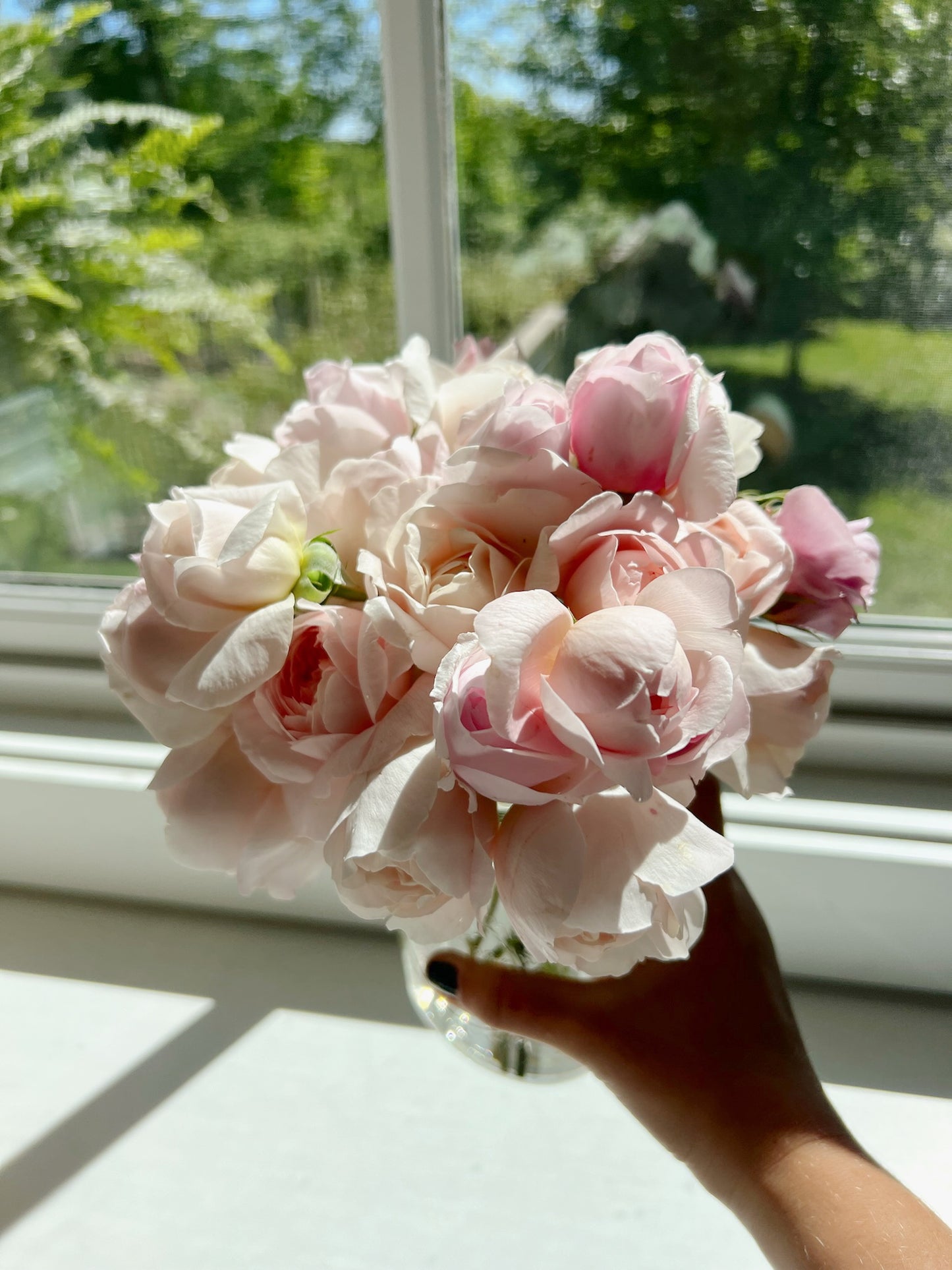 Farm Stand - Rose Large Jars
