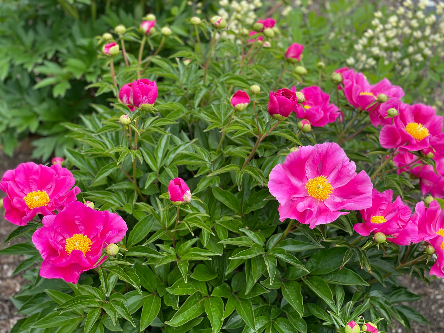 Peony Subscription