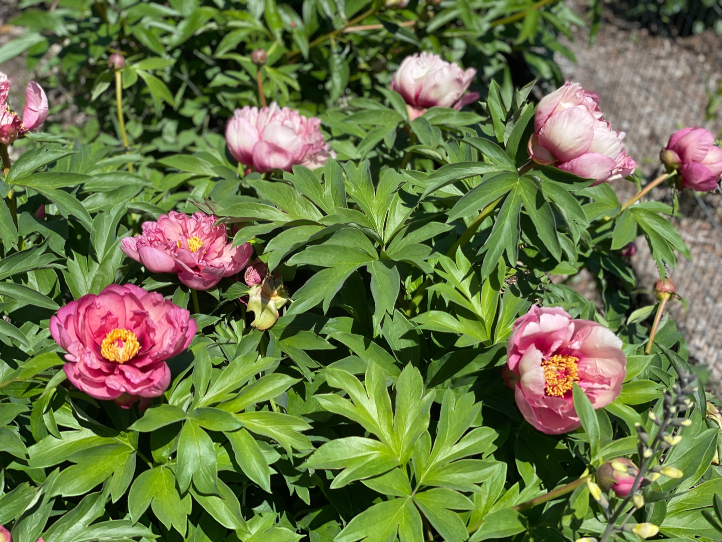 Peony Subscription