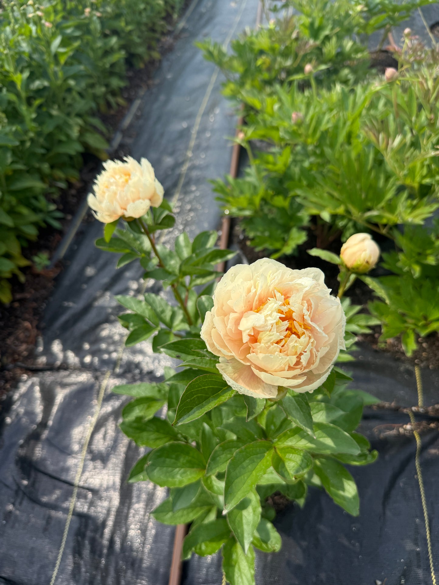 Peony Subscription