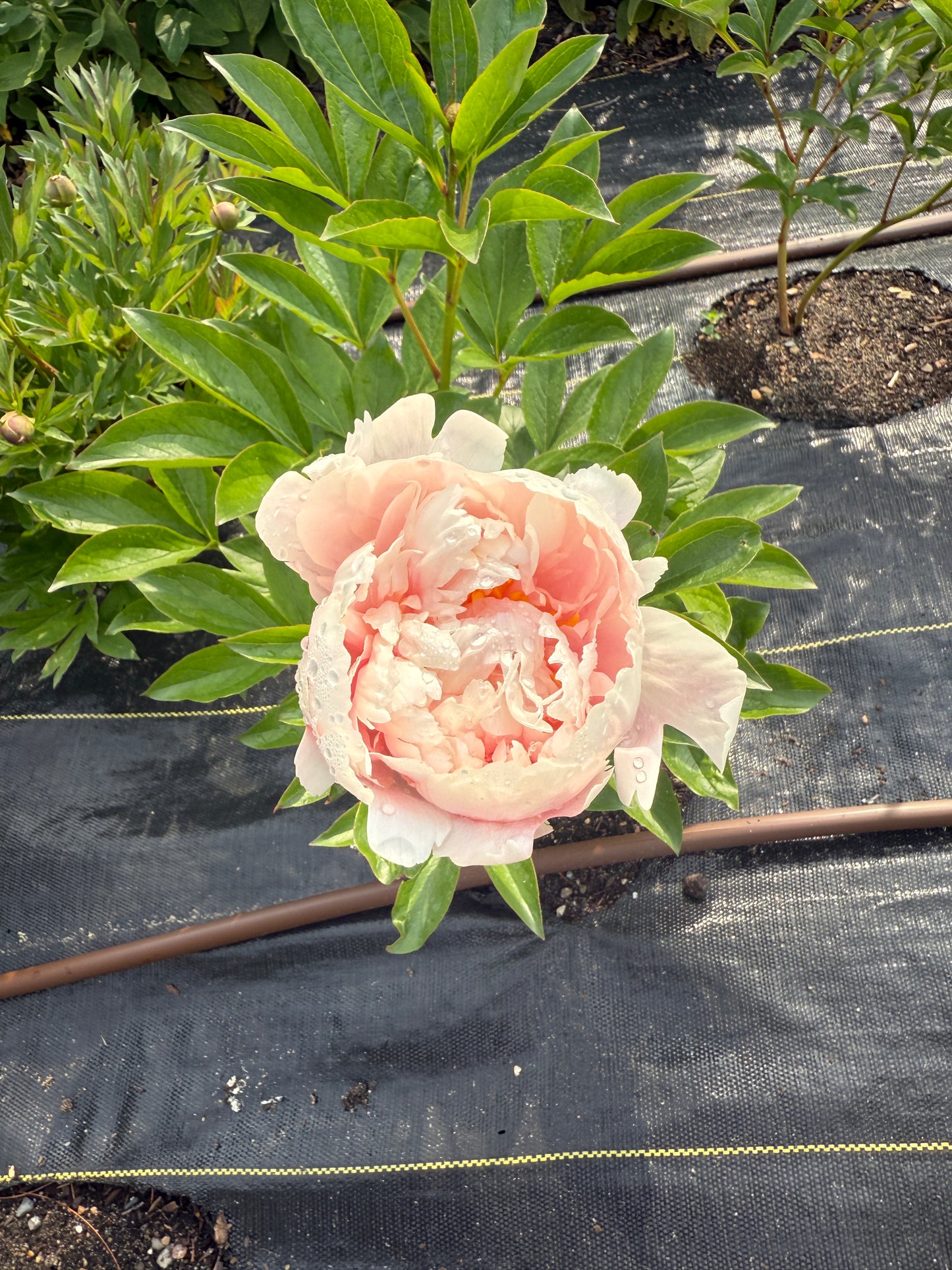 Peony Subscription