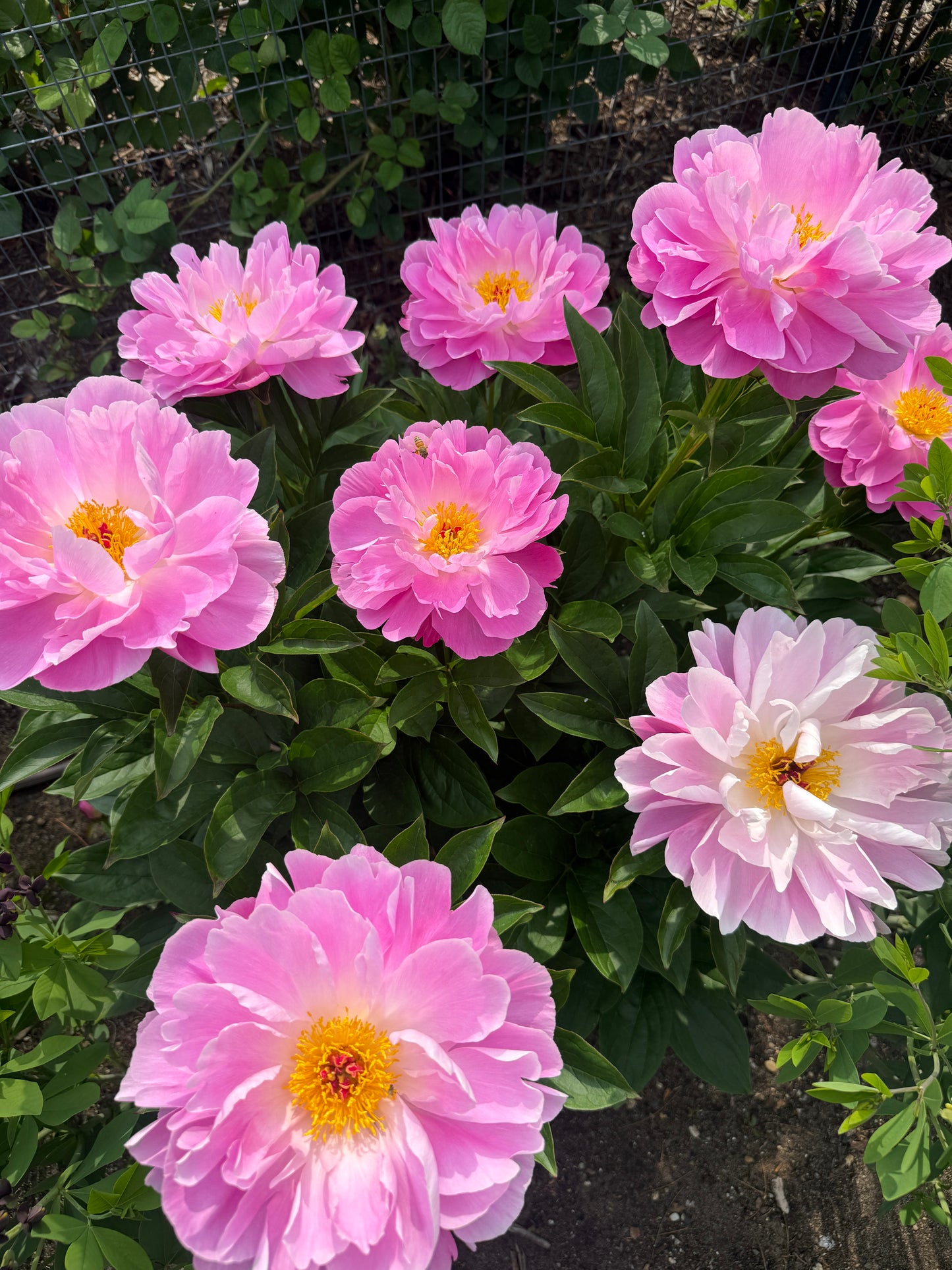 Peony Subscription